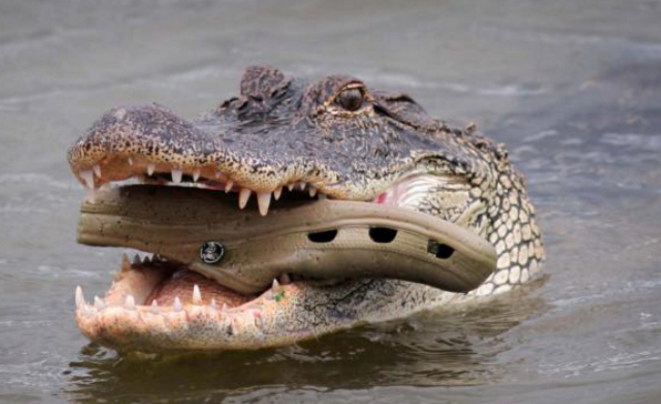 公园里有游客向鳄鱼丢出这法宝鳄鱼被整的一脸懵逼