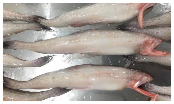 这种"鼻涕鱼"过去遭人厌弃,如今市场供不应求,肉质比豆腐还嫩