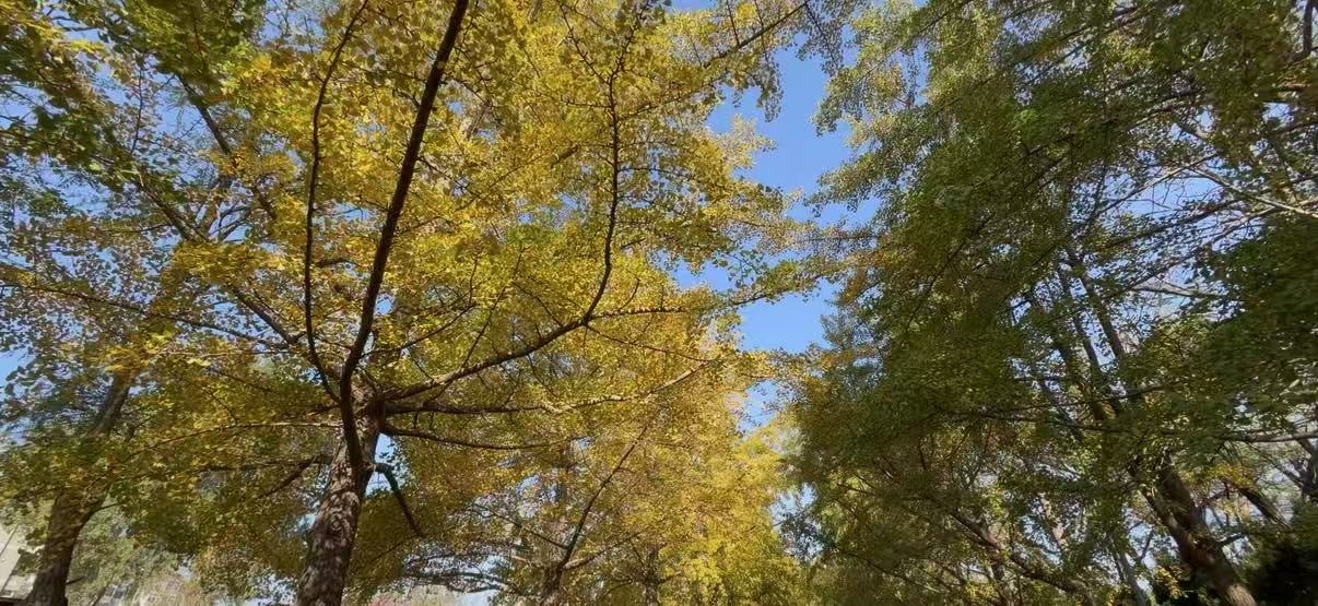 百年老街邂逅最美秋日！旅顺太阳沟彩叶季启幕