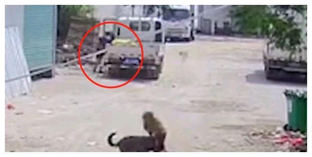 愤怒！福建老人被恶狗撕咬致死！目击者视而不见，恶狗扔无恙在家休闲区蓝鸢梦想 - Www.slyday.coM