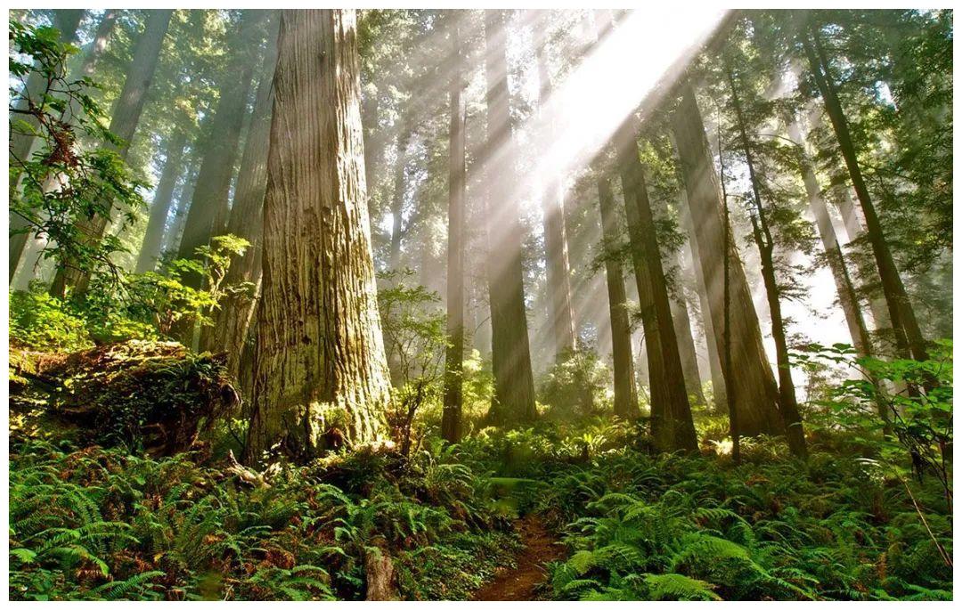 女孩在深山老林中住了三年只为守护老林子最后一棵老树