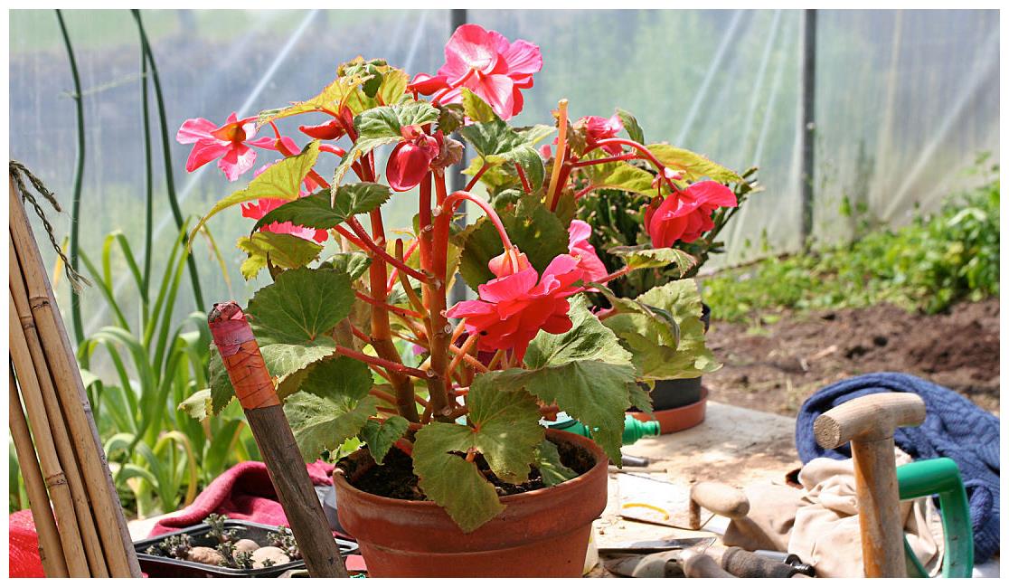 秋海棠花(秋海棠花怎么养家庭养法)