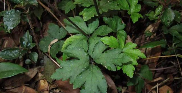 乡下1野草,人称"肺筋草",能清肺治哮喘,却少有人懂,可惜了__财经头条