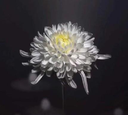 全中国默哀三分钟有人永远留在这个寒冬只为让更多人迎来春天为英烈