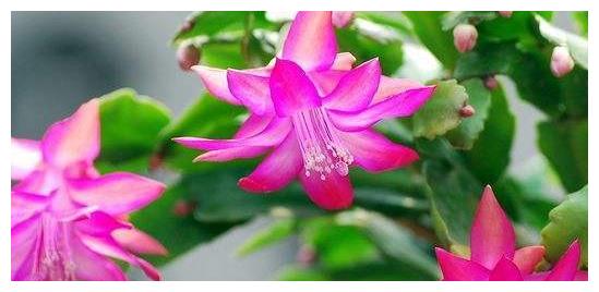 养蟹爪兰 花盆里撒点小豆豆 叶子坚挺开花旺 蟹爪兰 花盆 栽培 新浪新闻