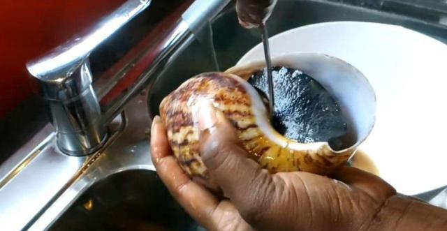 非洲人酷爱吃蜗牛一年吃掉15吨从野生吃到人工养殖仍不罢休