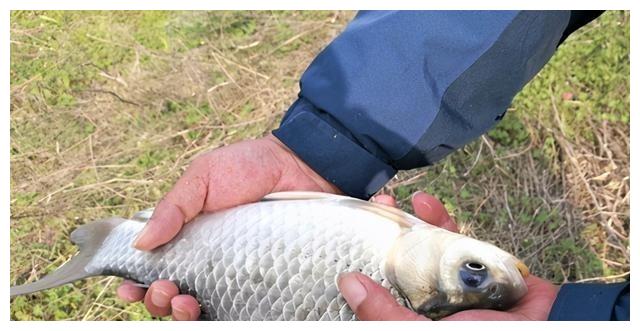 100斤的青鱼活了多久 有一种鱼寿命最长 轻松便可活过百年 黑鱼 青鱼 寿命 新浪新闻