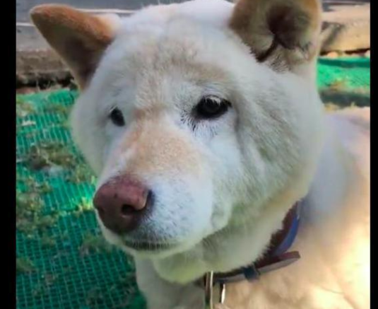 狗狗被蝮蛇咬了,它的脸都变成长方形了,原谅我忍不住笑出声来!