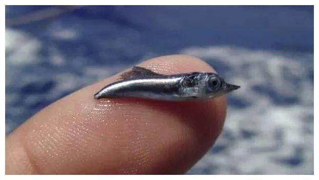 刚出生指甲般小的鱼,成年能刺穿油轮钢板|旗鱼|剑鱼|鱼_新浪新闻