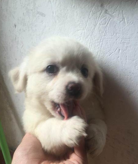 “土狗”也有很多种类，对中华田园犬你了解多少|田园|犬种|土狗_新浪新闻