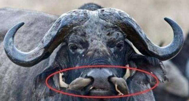 男子发现水牛鼻子中挂着一些不明物体,靠近一看哭笑不得!