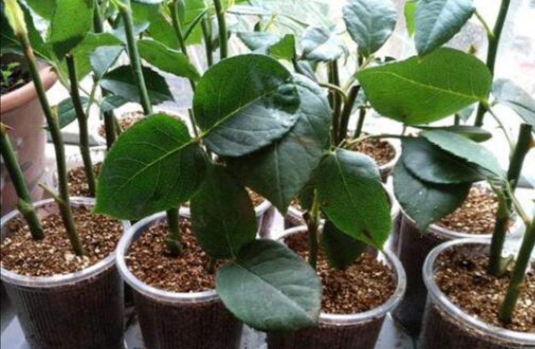 月季冬天也能扦插,只要做好这几个关键点,很快就能生根长新芽