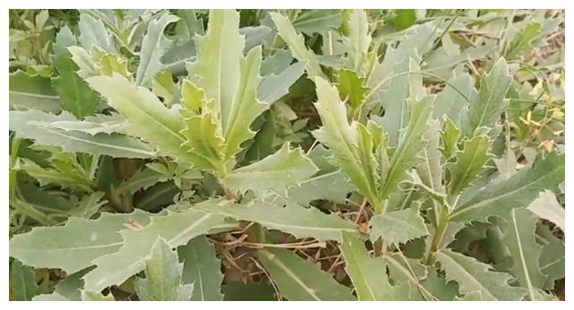 野菜刺耳草全身是宝,身体上火多吃它,简单一做,保存半年不坏