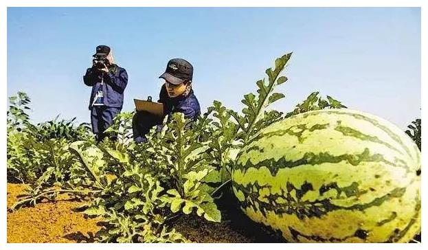 在沙漠中看到满地的西瓜,为何没人摘?再口渴也不能摘休闲区蓝鸢梦想 - Www.slyday.coM 在沙漠中看到满地的西瓜,为何没人摘?再口渴也不能摘休闲区蓝鸢梦想 - Www.slyday.coM