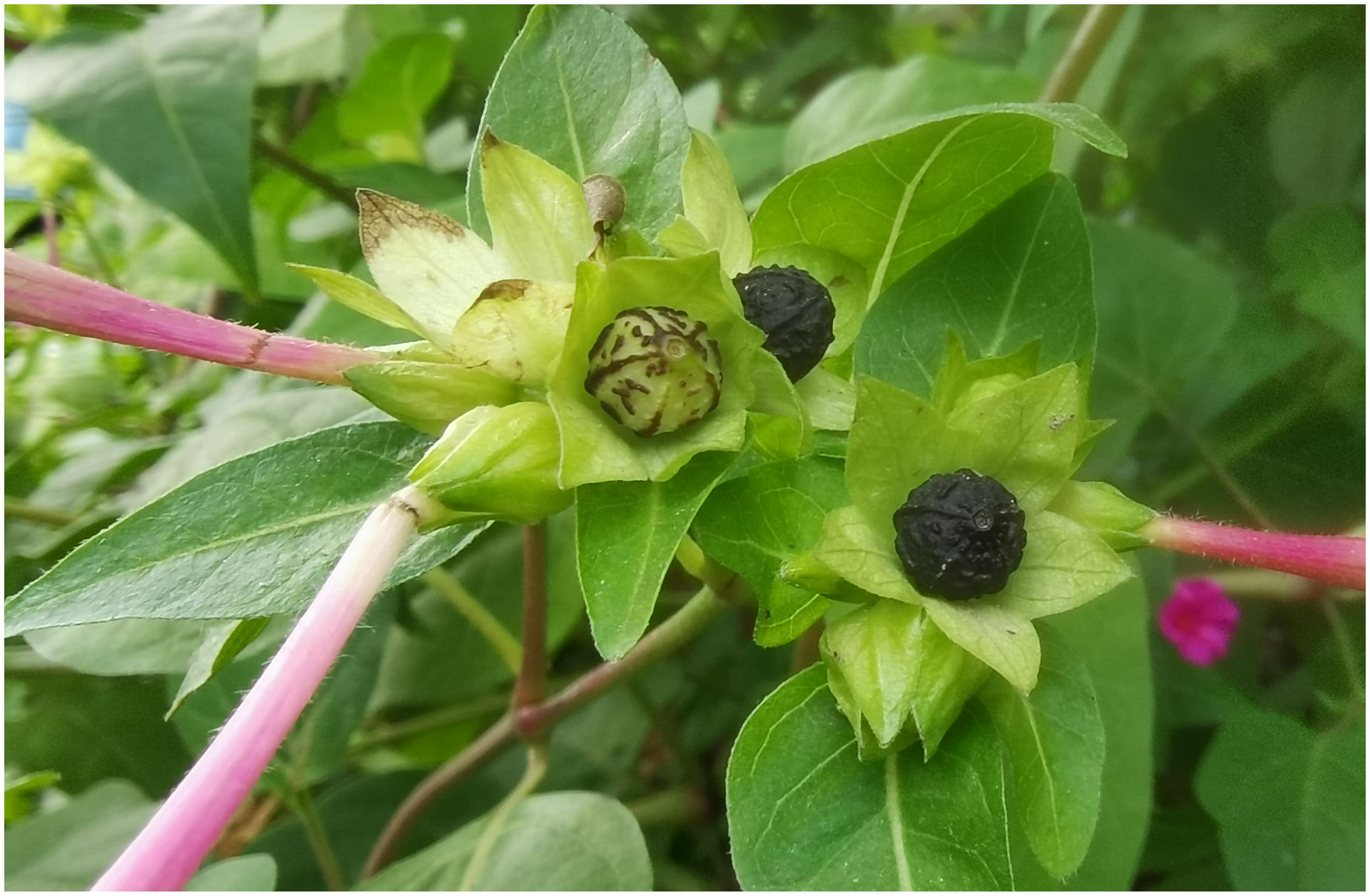 农村野花胭脂花脸上粉刺的克星采集果子没想到价值这么高