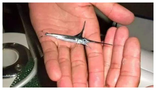 旗鱼成凶猛霸王鱼之路,刚出生指甲般小的鱼,成年能刺穿油轮钢板