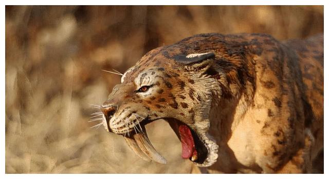 世界上咬合力排名前七的动物第一名是杂食动物没想到狮子垫底了