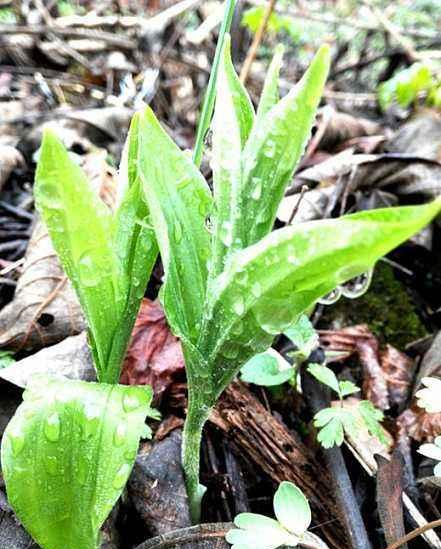 这东西,人称"山糜子",一斤能卖18元,却被误当成杂草,可惜了|糜子|野菜