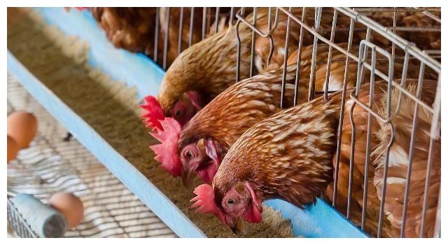 一只蛋鸡年产蛋量是多少 一只蛋鸡一年产蛋多少斤