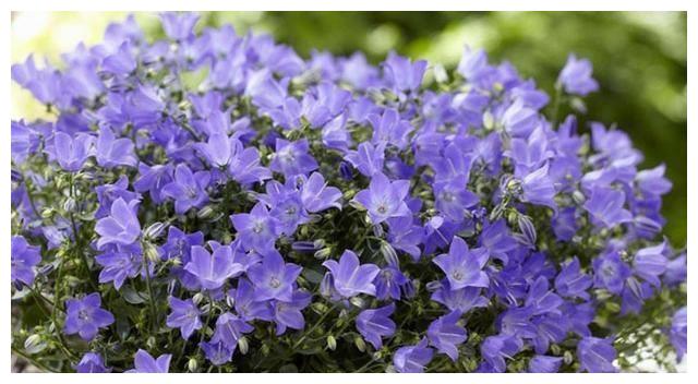 谁说丹麦风铃草不好养做好几点养护开花不断而且花色更好