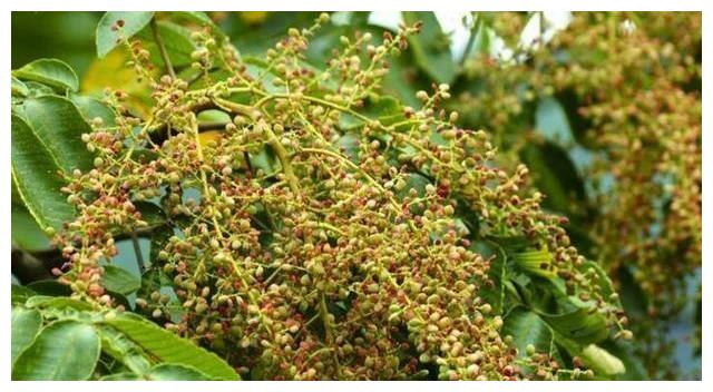 一种盐果能够结出盐霜山上有很多在古代价值很高