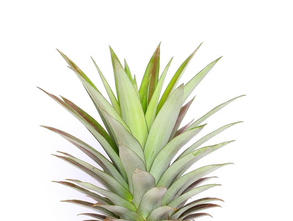 无论是买菠萝还是凤梨只要认准叶子上这个特征再也不会买错