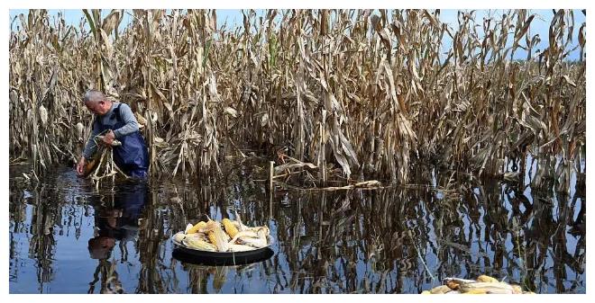 河南老人划小船收玉米孩子不让收 老人含泪说这是粮食能吃的东西