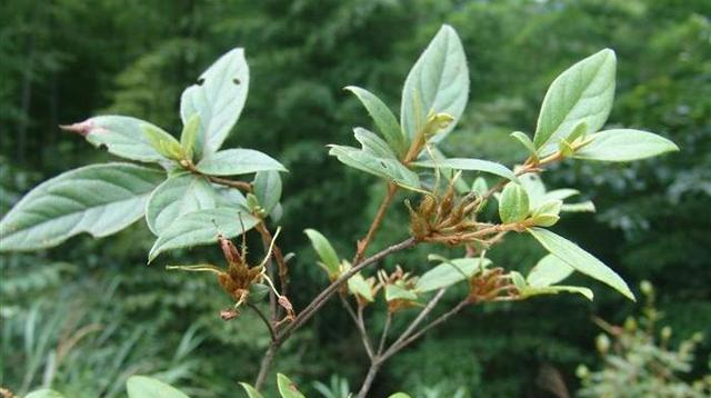 此物俗称满山白是治疗哮喘特效药山上就有需要带走