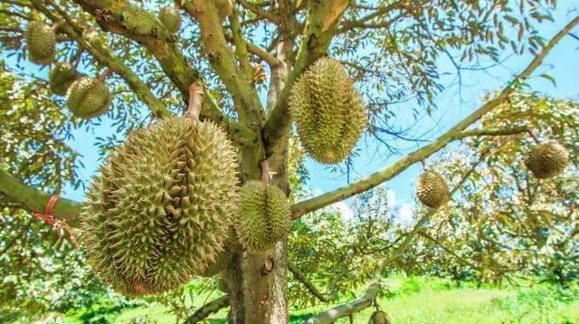 其实榴莲也是长在树上的,而且一颗榴莲树上面会结出几百