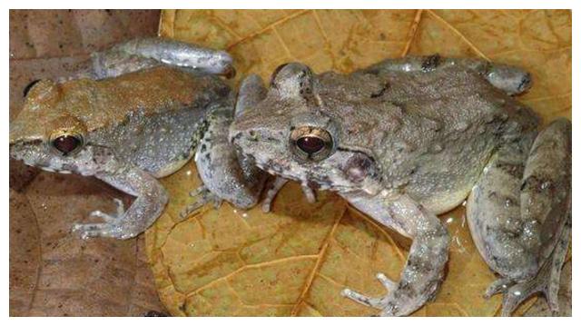 据了解这种青蛙名字叫做烟蛙.青蛙在自然界中处于中下端的食物链,拥有