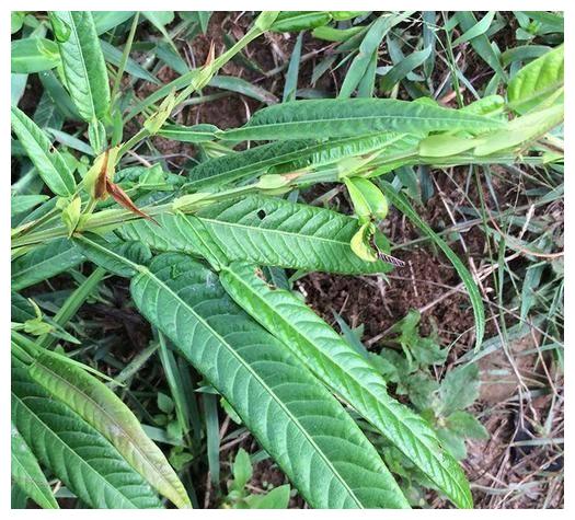 酷似葫芦,人称"咸鱼草",家乡人用来做凉茶,脸上长痘痘就找它_高清图集