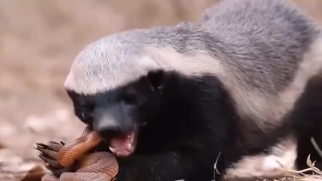 平头哥手撕毒蛇在草原上横行霸道这战斗力不是盖的