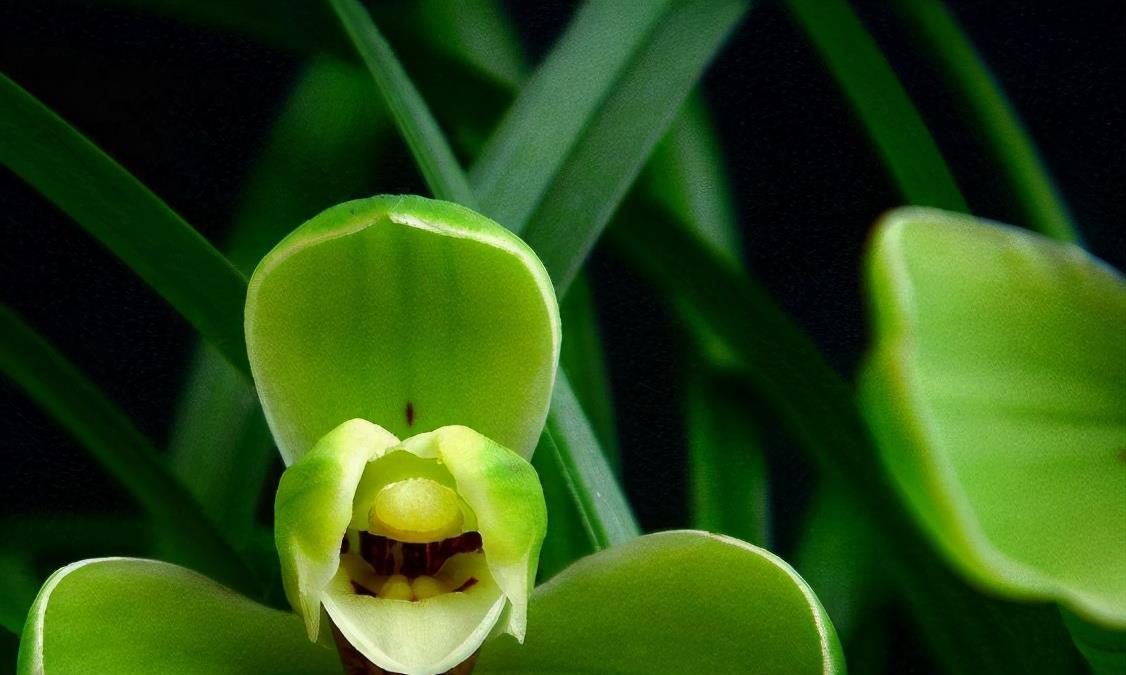 春兰梅瓣名品,兰香浓郁,花型正格,花期极长,是养花首选