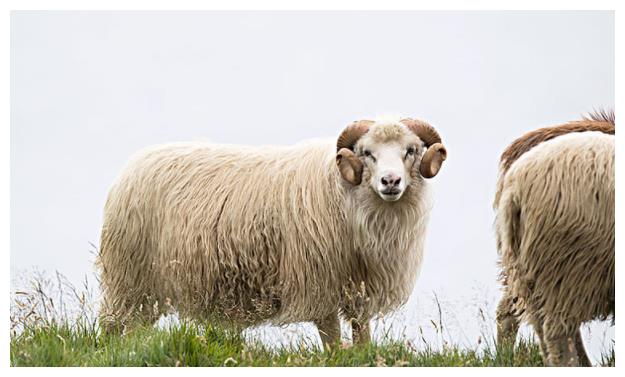 属羊人2021年气运,穿3种颜色衣服最旺!12月28日开始转变!