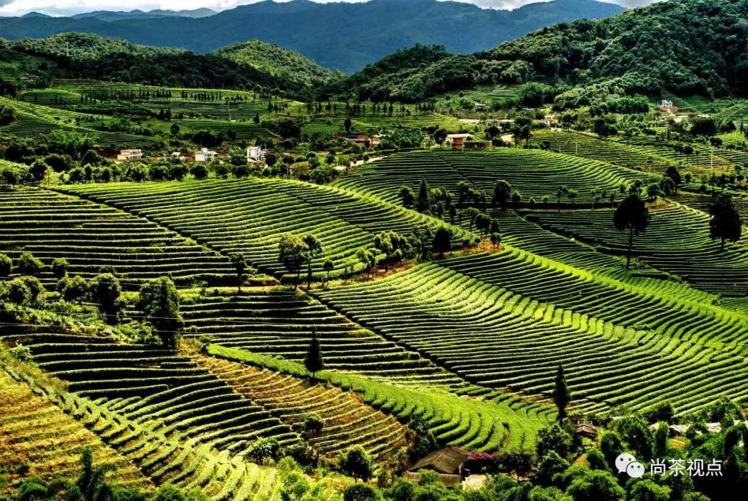 普洱茶的茶祖为何是诸葛亮|茶山|诸葛亮|云南_新浪新闻