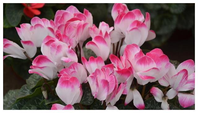这花有意思,每次开花挤满了"兔耳朵",花型可爱招人喜欢