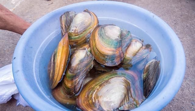 它是"农村海鲜",5月正鲜美,1块钱一斤,许多人却不懂吃|河蚌|蚌肉|鲜美