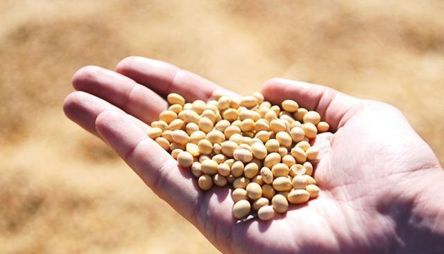 老花匠只浇一 豆 水 浇啥都疯长 什么肥料都省了 黄豆 花匠 肥料 新浪新闻