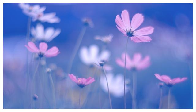 我儿说，妈妈你没工作没钱结账，不能吃，爸爸付钱的，爸爸可以吃休闲区蓝鸢梦想 - Www.slyday.coM