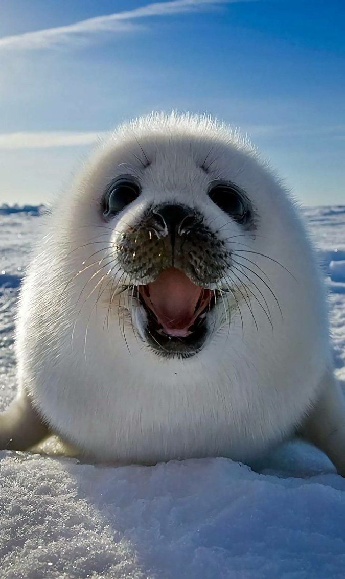 可爱的卡哇伊动物们_高清图集_新浪网