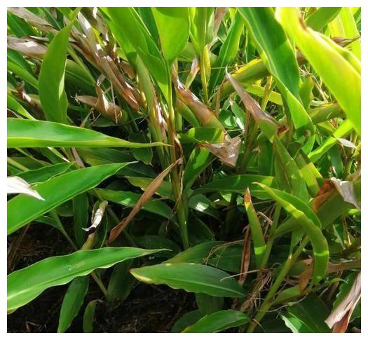 一种野生植物名叫阳春砂看着不起眼其实价值珍贵很容易被踩踏