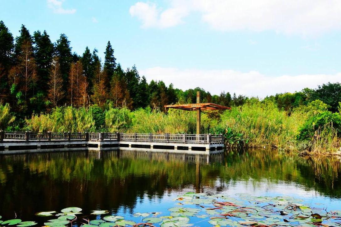 上海隐藏的湿地公园,号称江浙沪"或花园",门票仅10元