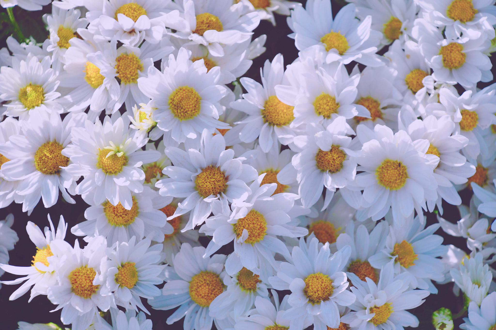 新闻看点# 洁白淡雅的小花洁白淡雅的小花. 来自爱玥儿- - 微博