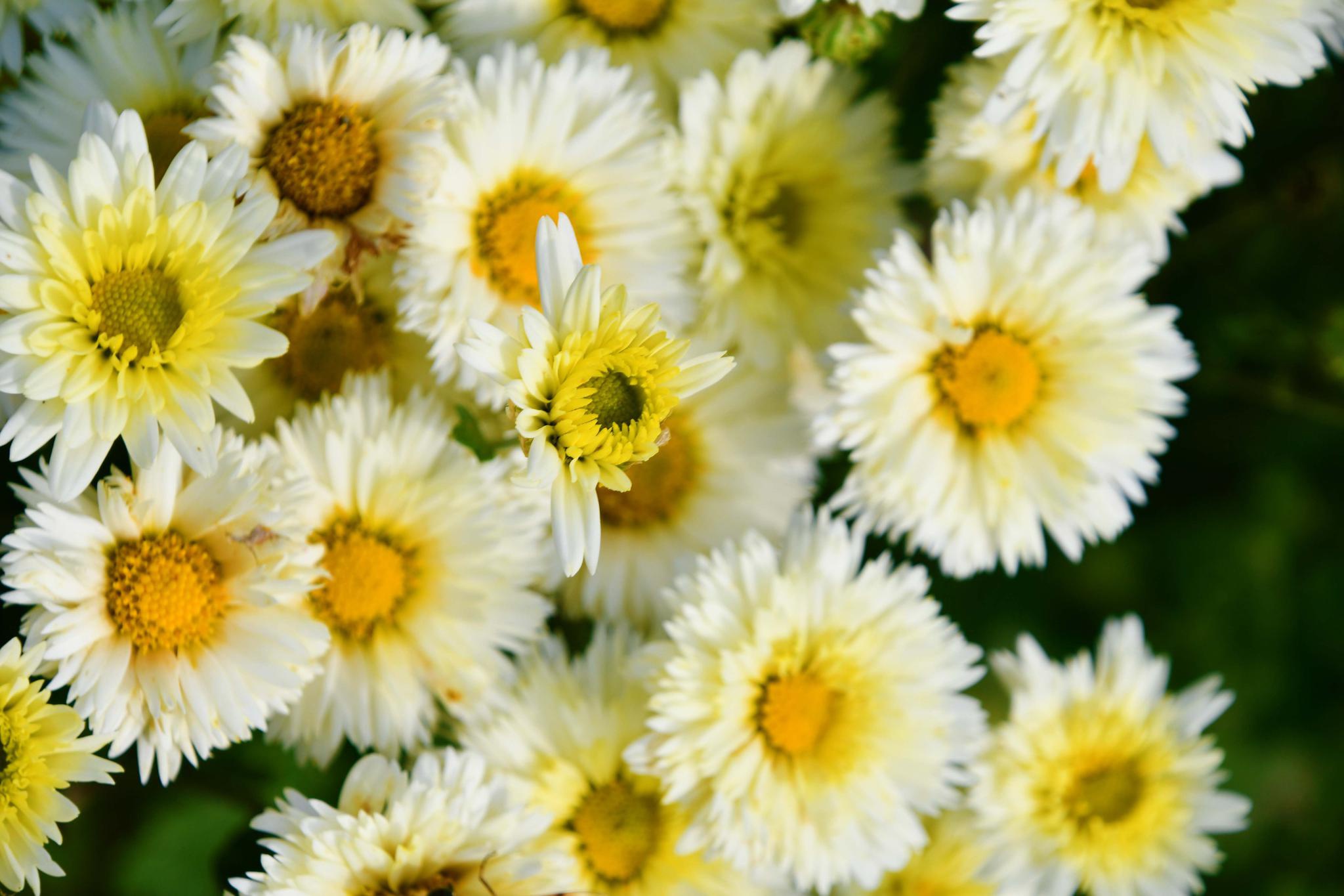 鹅黄色的雏菊花,原创拍摄_高清图集_新浪网