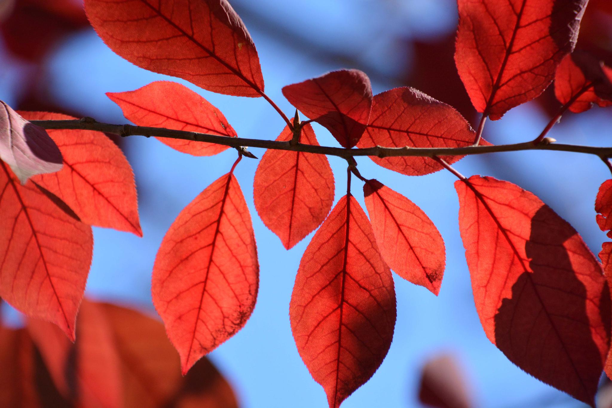 秋天的红叶秋天的美,原创拍摄