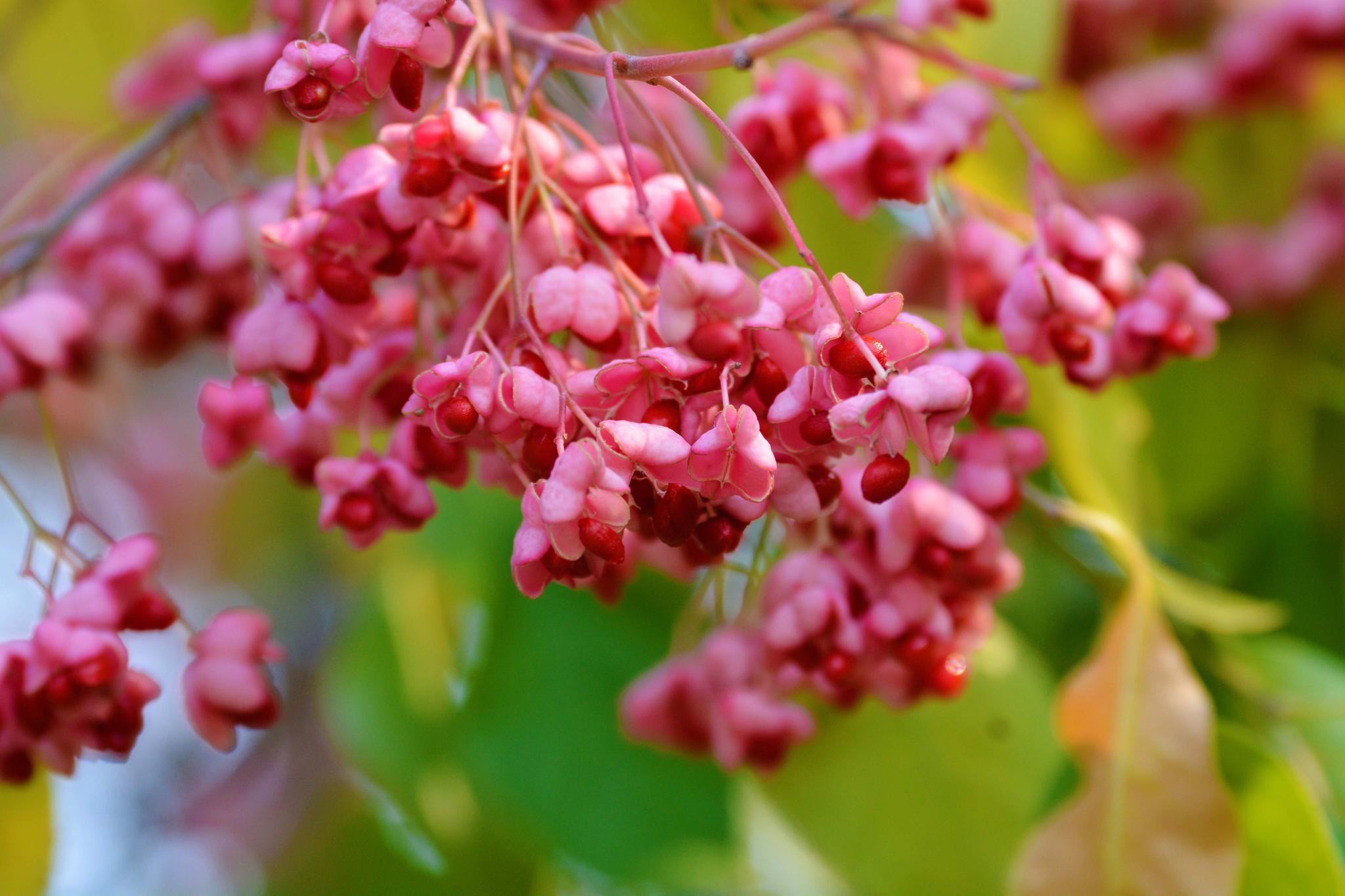 白杜树的果实,原创拍摄_高清图集_新浪网