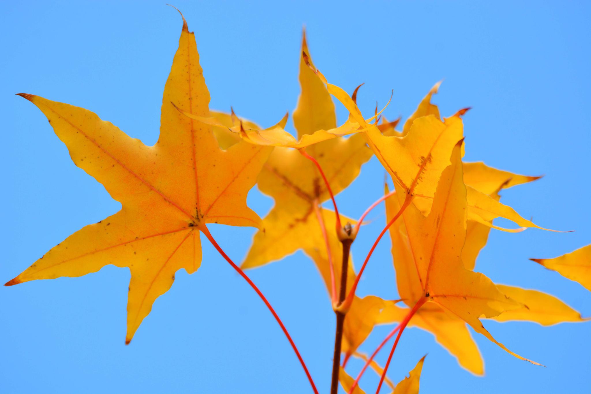 秋天黄色的枫叶,原创拍摄_高清图集_新浪网