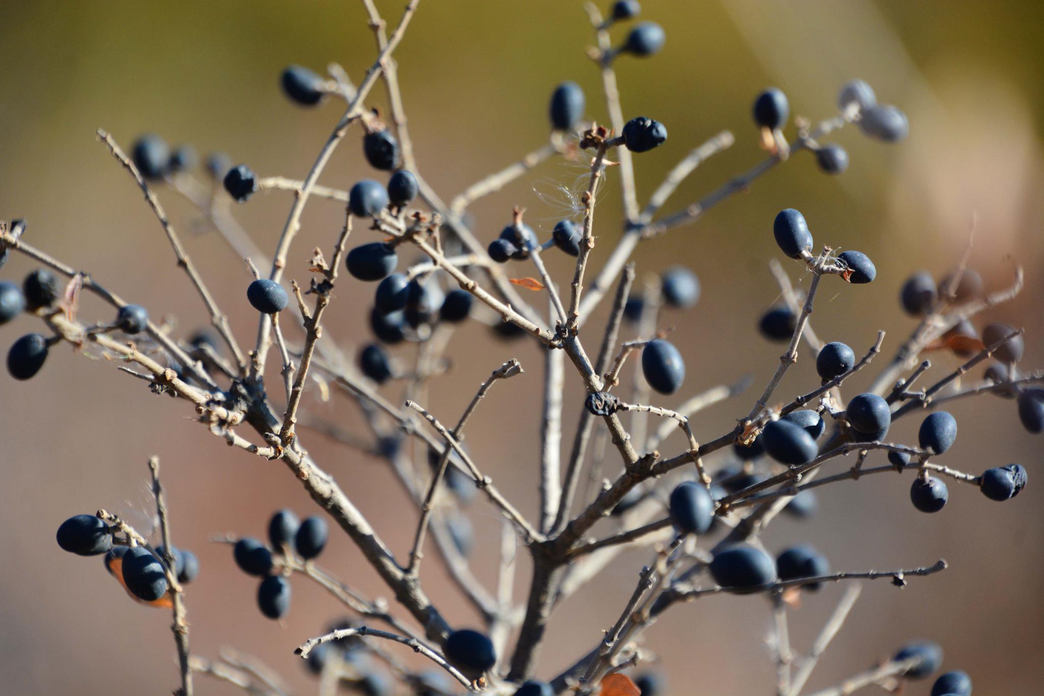女贞子黑色果实,原创拍摄