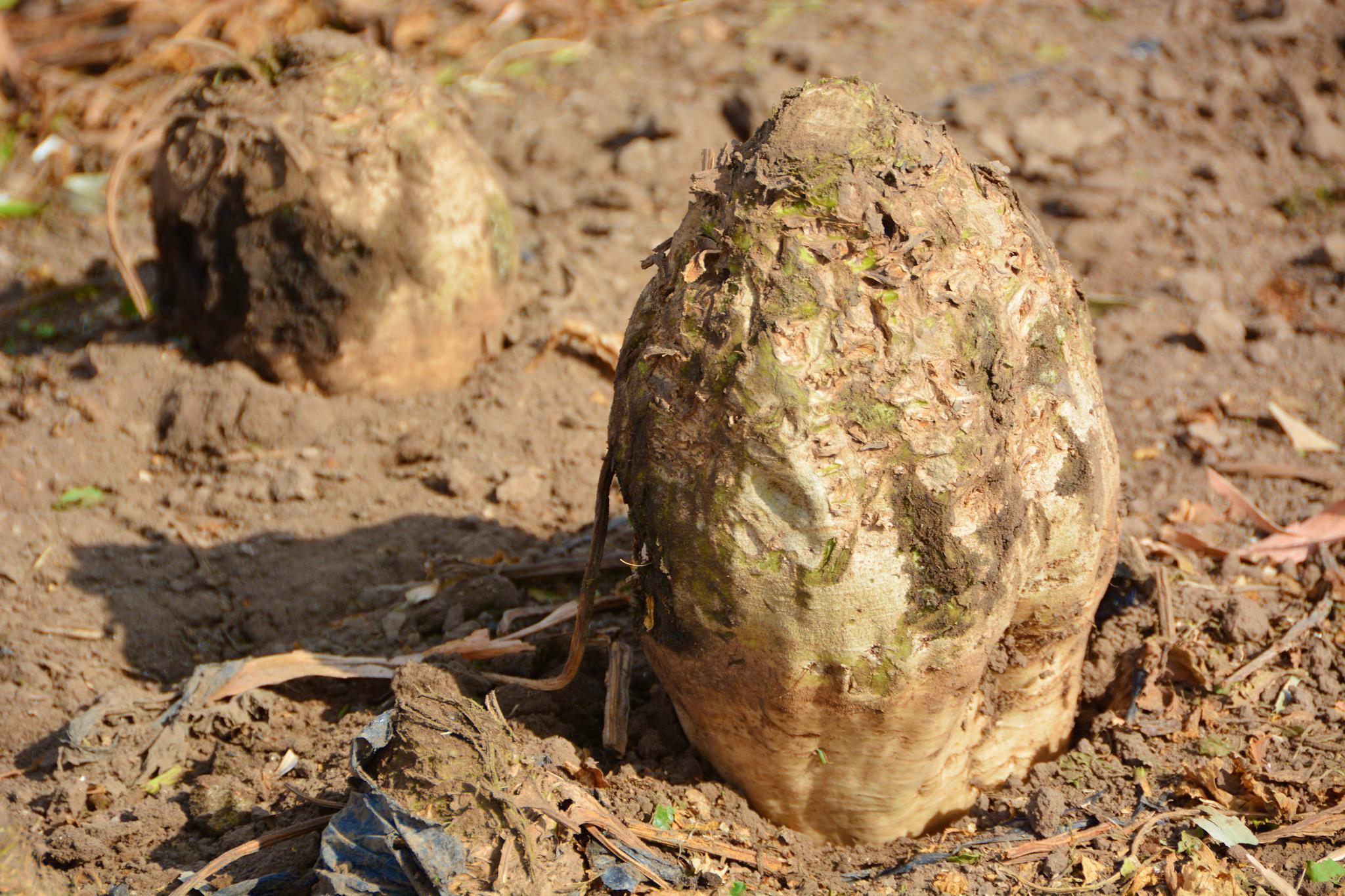 甜菜疙瘩,原创拍摄_高清图集_新浪网