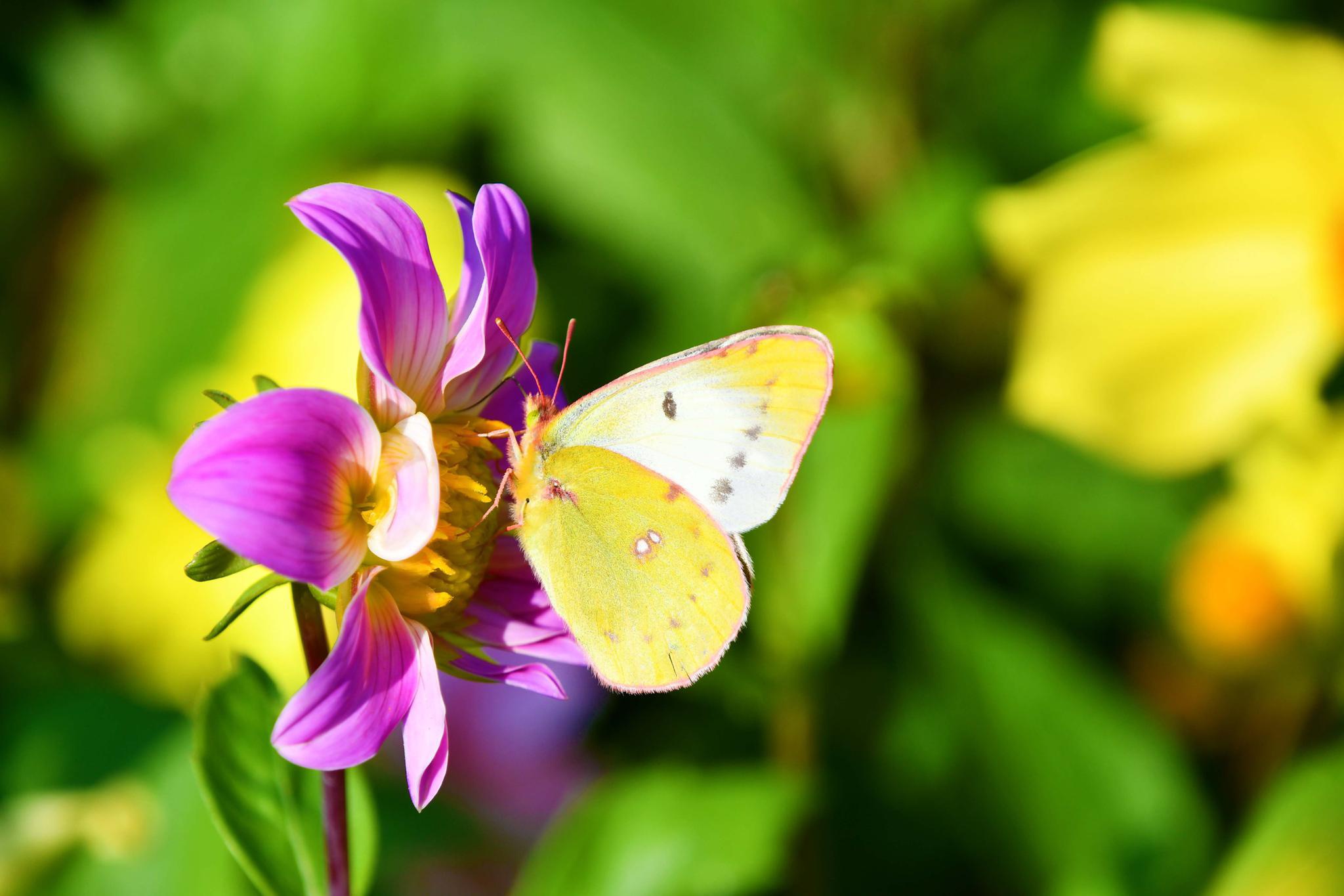 豆粉蝶,原创拍摄
